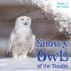 Go to record Snowy owls of the tundra