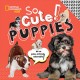 Go to record So Cute! Puppies