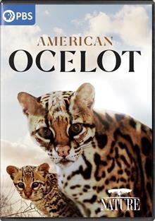 American ocelot