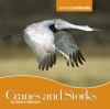 Go to record Cranes and storks