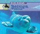 Go to record Beluga whales