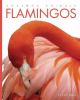 Go to record Flamingos
