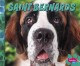 Go to record Saint Bernards