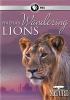 Go to record India's wandering lions
