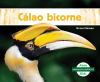 Go to record Cálao bicorne