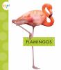 Go to record Flamingos