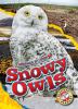 Go to record Snowy owls