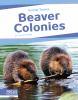 Go to record Beaver colonies