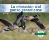 Go to record La migración del ganso canadiense