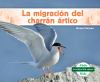 Go to record La migración del charrán artico