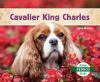 Go to record Cavalier King Charles