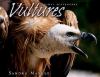 Go to record Vultures